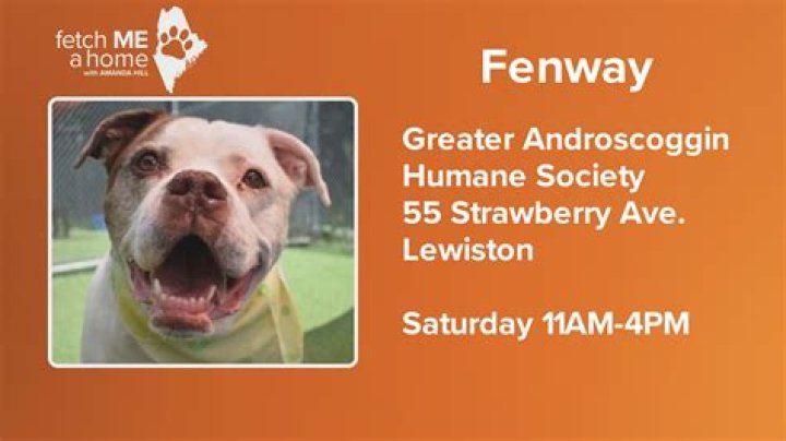 Discovering Androscoggin Humane: A Haven for Animals