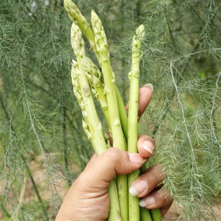 Growing Asparagus from Seeds: A Comprehensive Guide