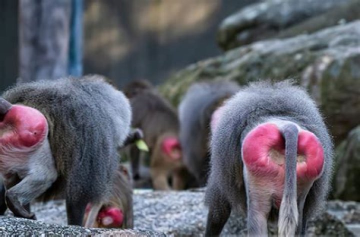 Baboon Butts: A Fascinating Exploration of Nature's Design