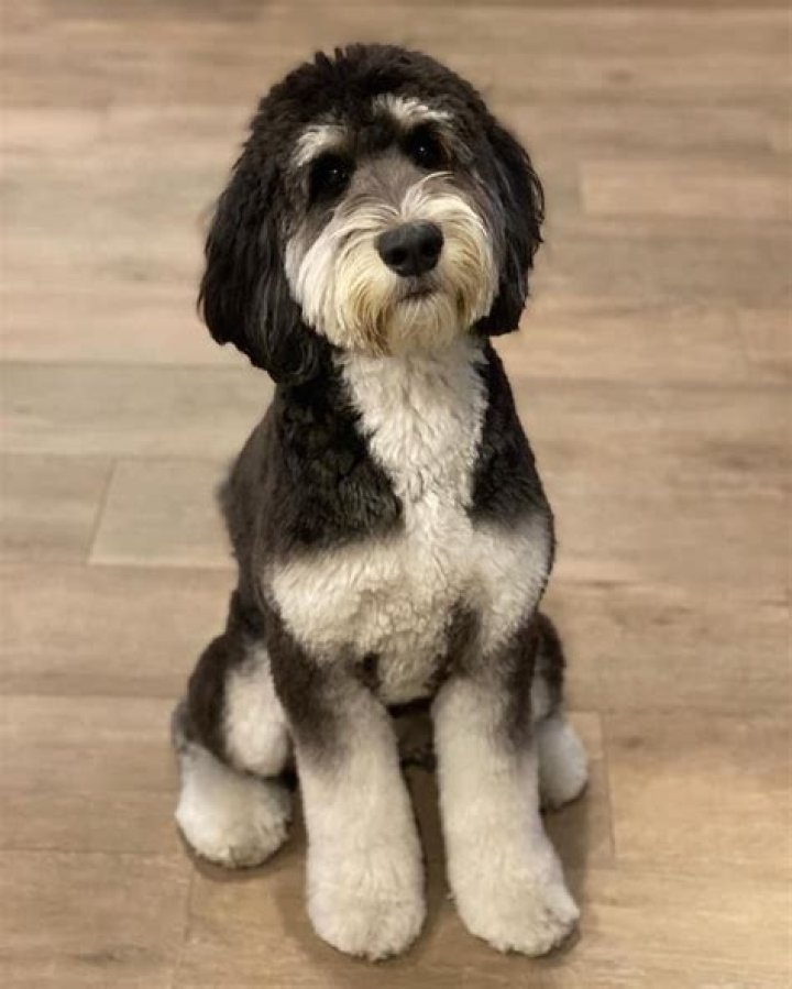 Ultimate Guide to Bernedoodle Haircuts: Stylish and Practical Choices for Your Furry Friend