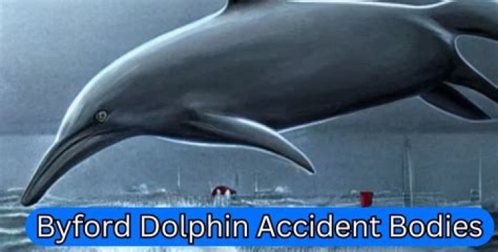 Unveiling the Truth Behind the BI 4 Dolphin Incident