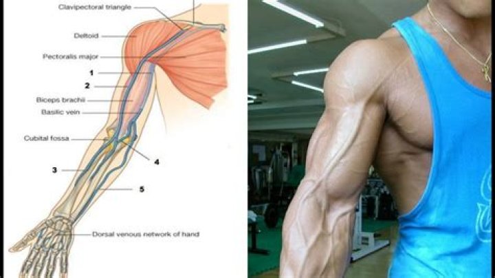 Unveiling the Secrets of the Bicep Vein: The Anatomy and Aesthetics