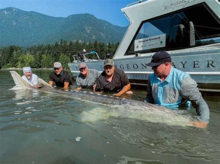 The Enormous World of the Biggest Sturgeon