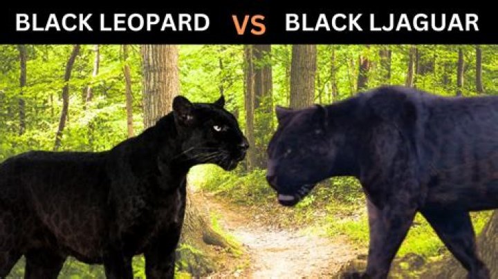 Black Leopard vs Black Panther: Discovering the Mysteries of the Majestic Big Cats