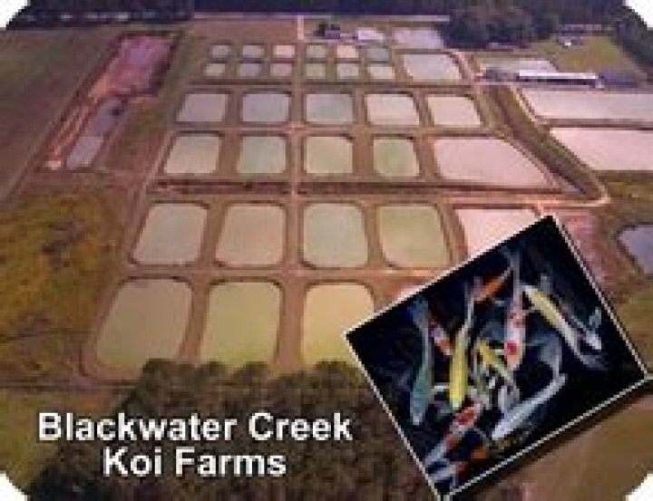 Discovering the Beauty of Blackwater Creek Koi Farm