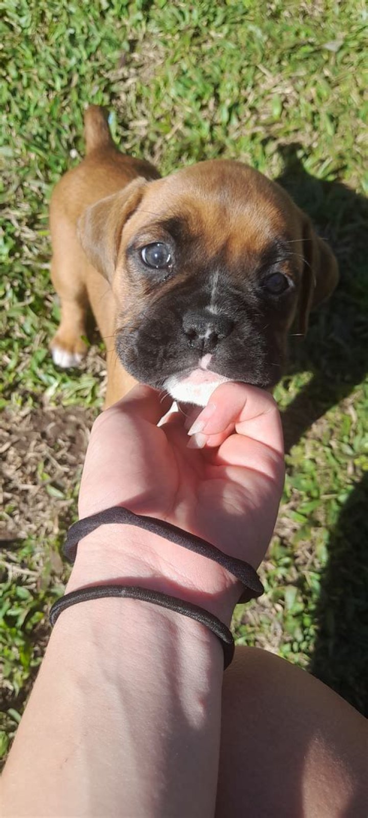 Unleashing the Joy of Boxer Pups: A Comprehensive Guide