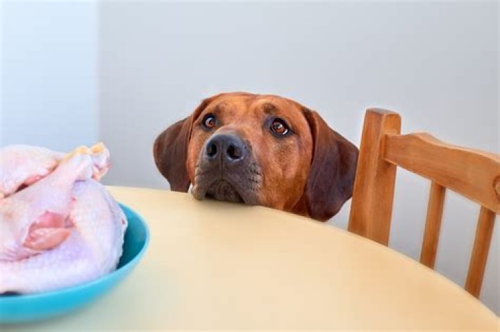 Can Dogs Eat Turkey? A Comprehensive Guide