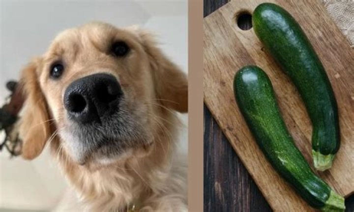 Can Dogs Have Raw Zucchini? A Comprehensive Guide