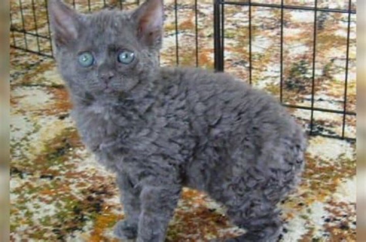 Discover the Enigmatic World of Curly Hair Cats