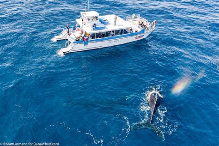 Experience the Thrill of Dana Wharf Sportfishing & Whale Watching
