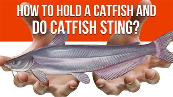 Do Catfish Sting? Understanding the Risks and Facts