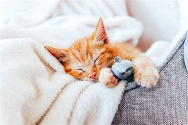 Do Cats Dream? Exploring the Mysterious World of Feline Sleep