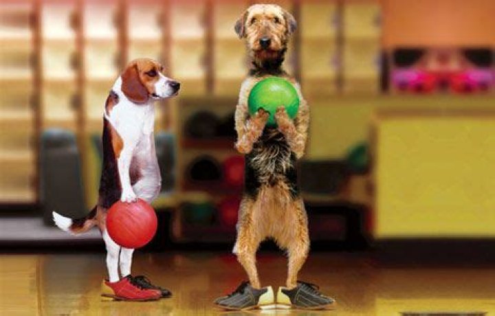 Dog Bowling: A Fun and Engaging Activity for Your Furry Friends