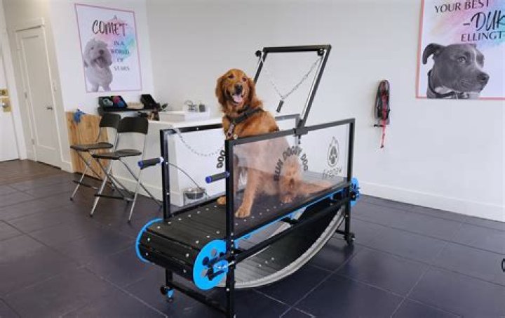 Maximize Your Dog's Health and Happiness with the Best Dog Treadmill