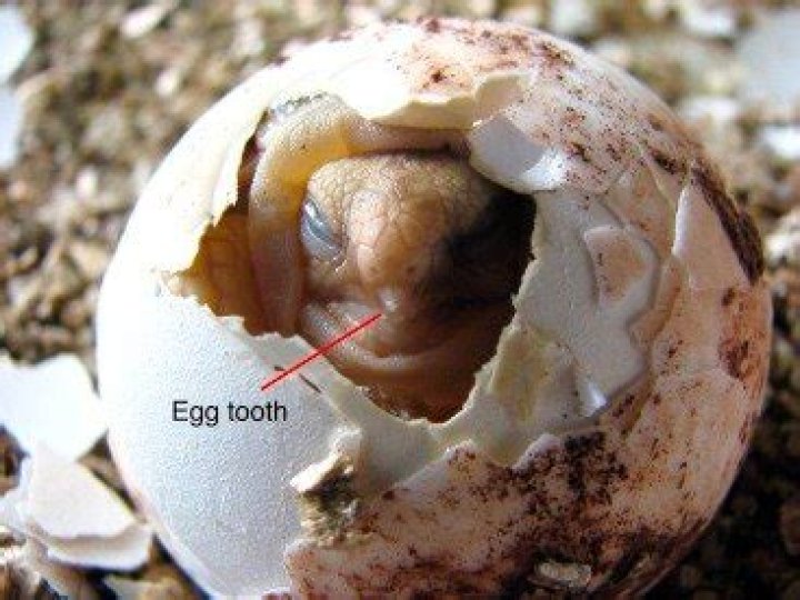 Unveiling the Mystery of the Egg Tooth: Nature's Tiny Marvel