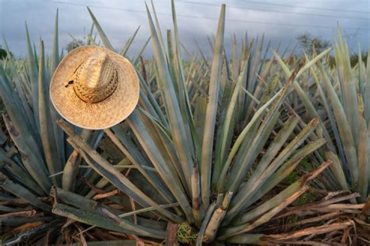 Exploring the Wonders of El Agave Azul