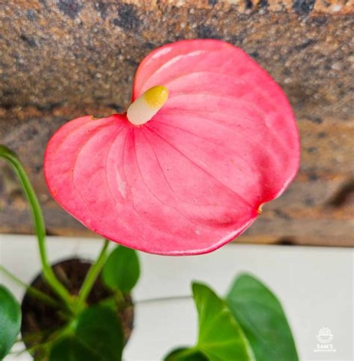 Unveiling the Allure of Emma Anthurium: Your Ultimate Guide