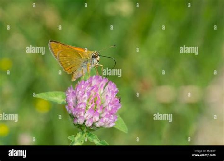 Understanding Fackxy: The Emerging Trend in Digital Marketing