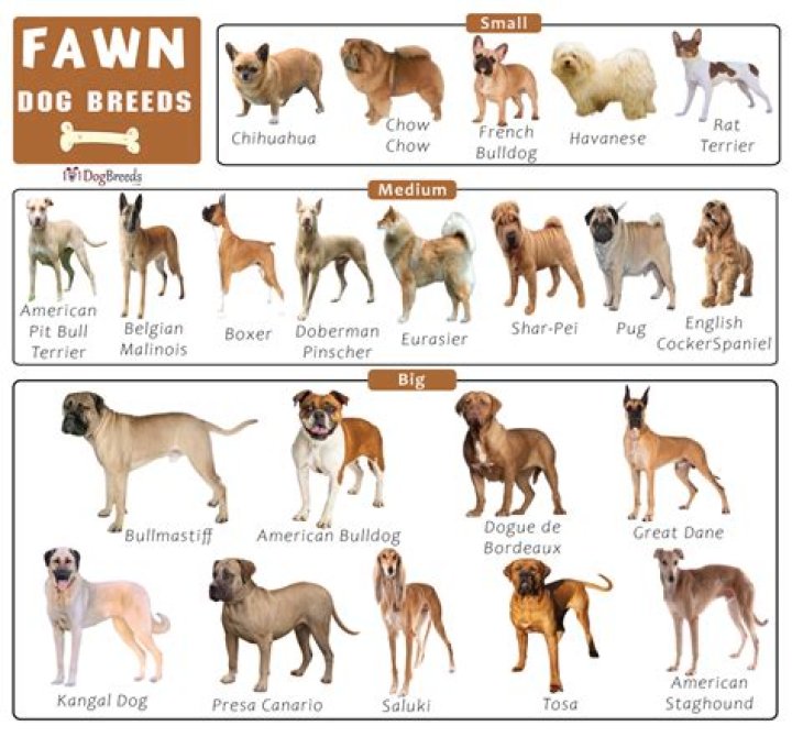 Discovering the Charm of Fawn Color Dogs