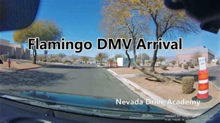 Best Flamingo DMV Services Near You