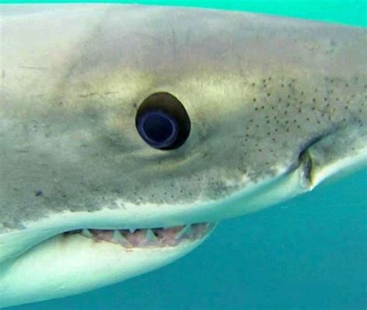 Understanding Great White Eyes: The Fascinating Biology and Behavior of Great White Sharks