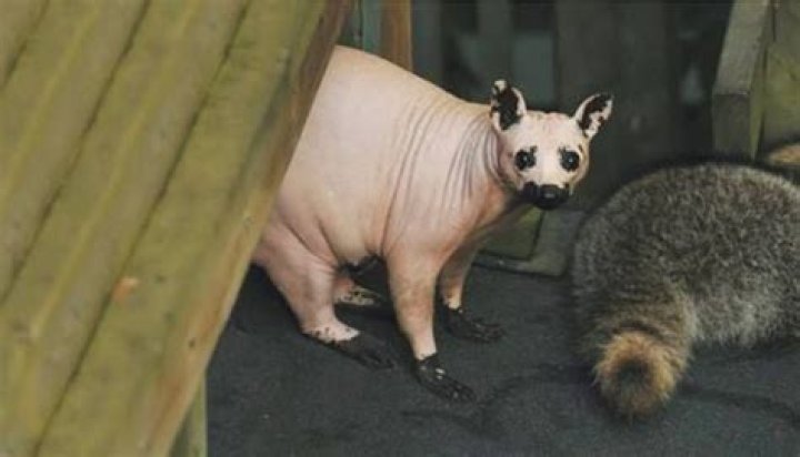 Unveiling the Mystery of the Hairless Raccoon