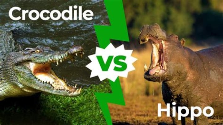 **The Ultimate Showdown: Hippo vs Crocodile**