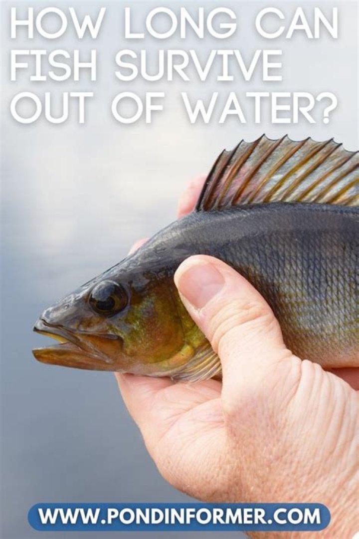 The Astonishing Lifespan of Fish: How Long Fish Can Live