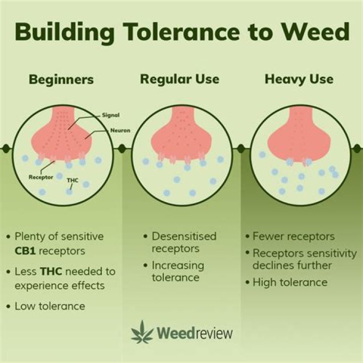 The Ultimate Guide to Building Weed Tolerance