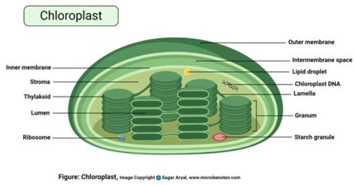 In the Blank Text Field 2 Chloroplasts: Inside Each of These Organelles