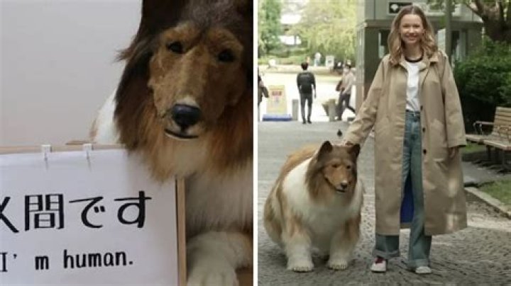 Japanese Man Collie Dog Costume: A Fun and Unique Trend