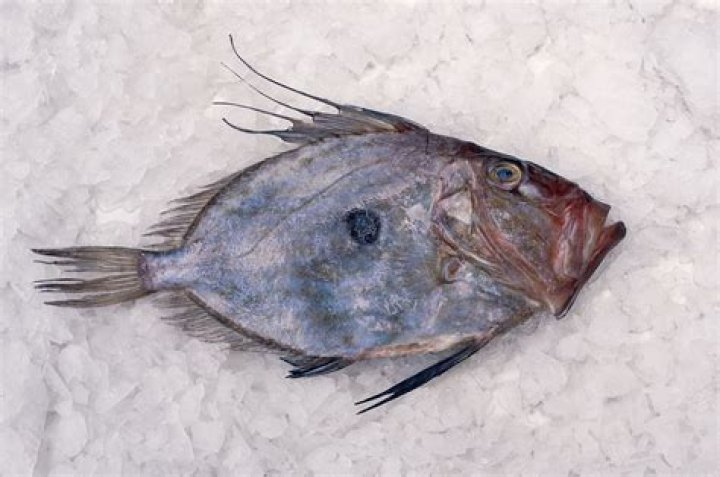 Discovering the Wonders of John Dory Fish: A Comprehensive Guide
