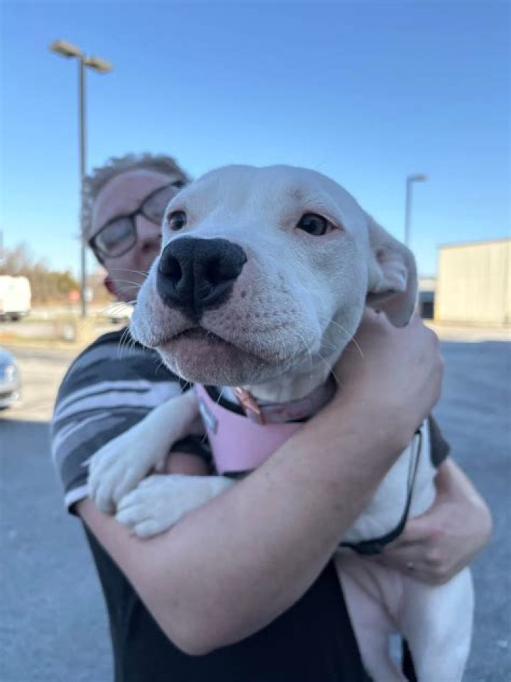 Joplin Humane Society: A Comprehensive Guide to Animal Welfare in Joplin, MO