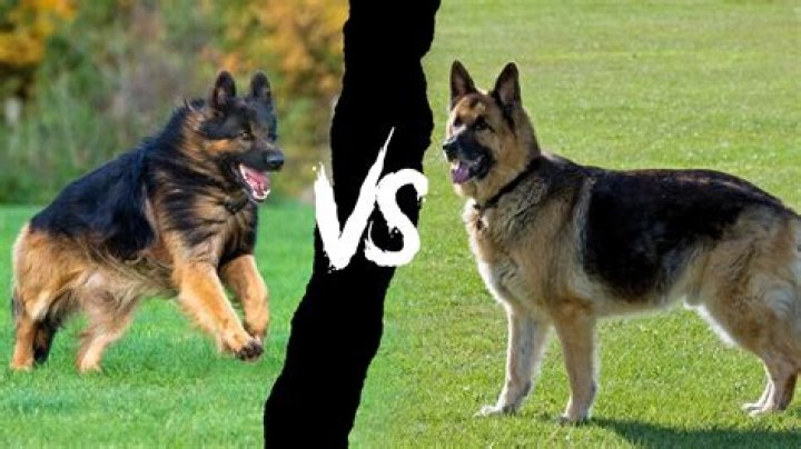 King Shepherd vs German Shepherd: Unraveling the Differences