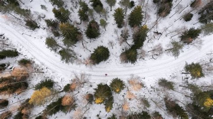 Exploring the Mystique of La Foresta: Nature's Hidden Sanctuary