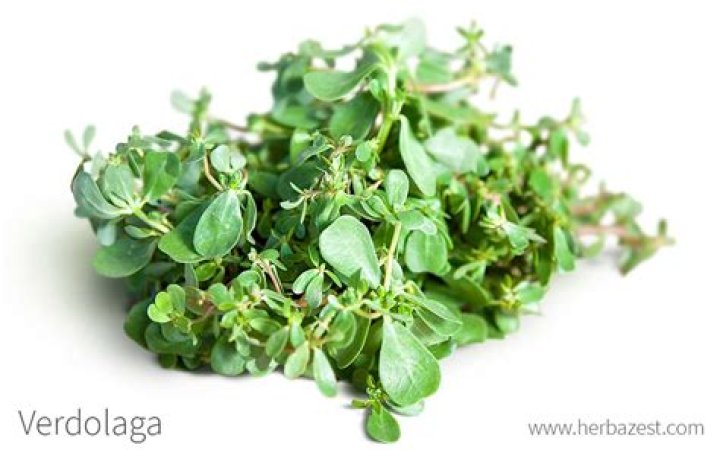 Discover the Meaning Behind "La Verdolaga" Lyrics in English