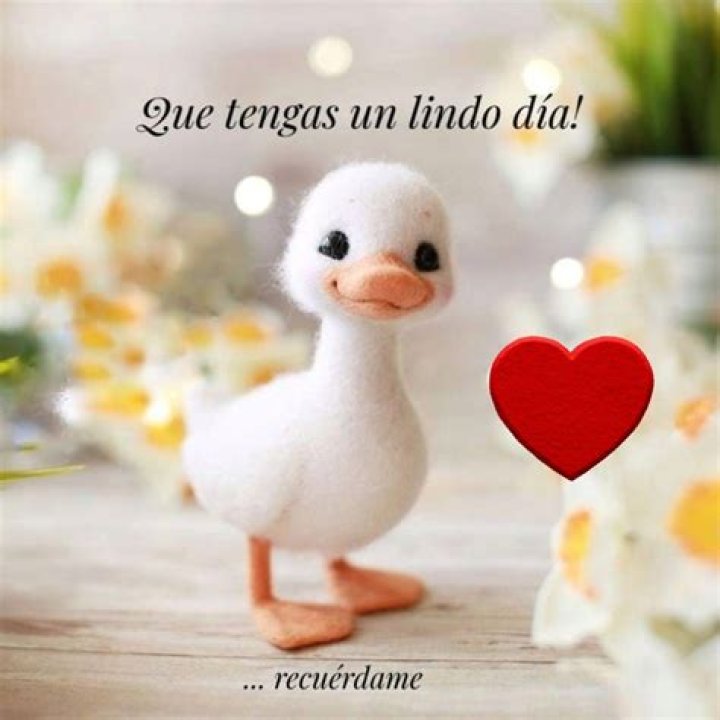 Lindo Dia: The Remarkable Journey of a Rising Star