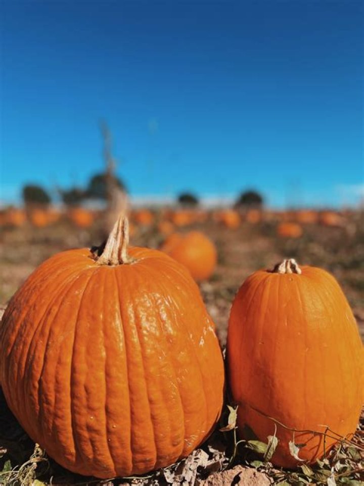 Mccall's Pumpkin Patch: A Charming Destination in Moriarty, New Mexico