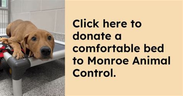 Ensuring Harmony: Understanding Monroe Animal Control