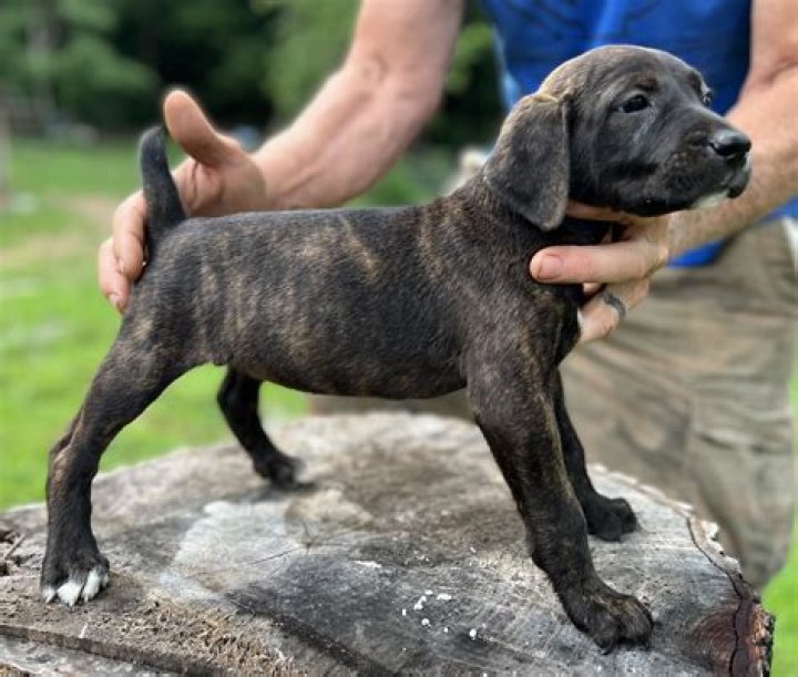 Mountain Cur Puppies: The Ultimate Guide to This Energetic Breed