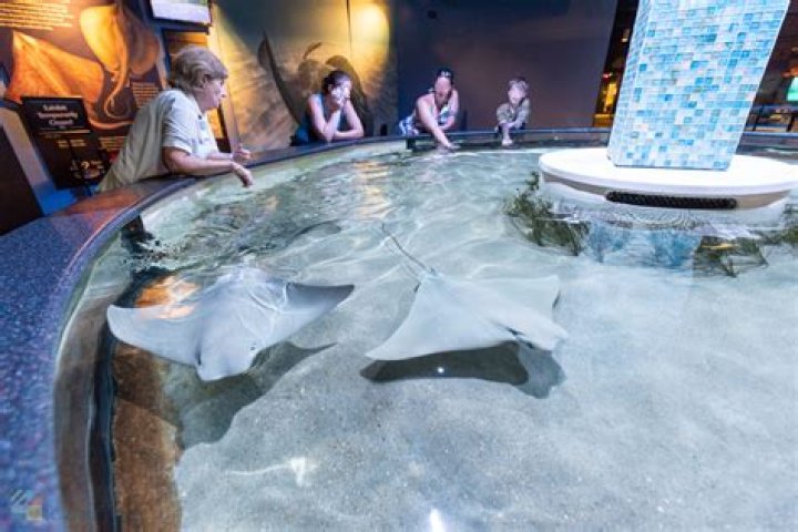 Discover the Wonders of NC Aquarium Pine Knoll Shores