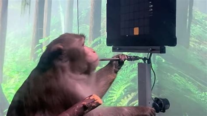 Understanding Neuralink and Its Impact on Monkey Behavior