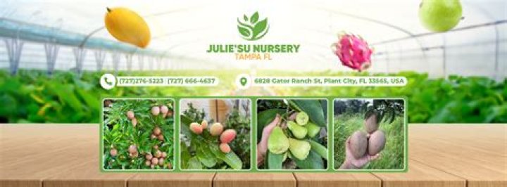 Nurturing Growth: Exploring the Best Nurseries in Tampa