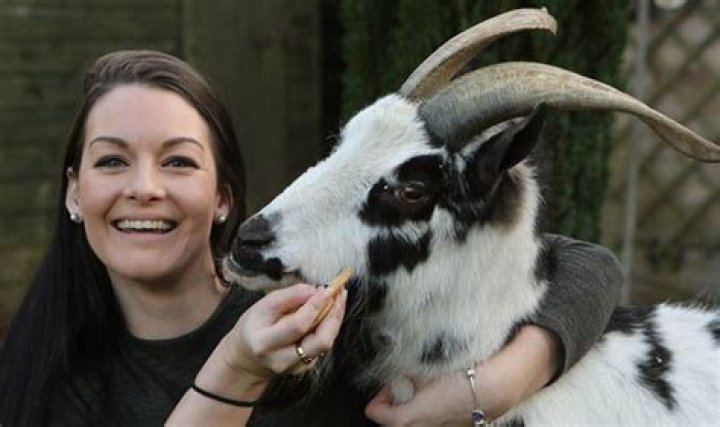 The Remarkable Journey of the Oldest Goat: A Tale of Longevity and Resilience