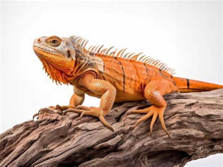 Discovering the Enigmatic Orange Iguana: A Vibrant Addition to the Reptile Kingdom