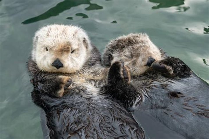 Otters Sleeping: The Adorable Resting Habits of Nature's Playful Creatures