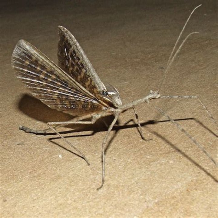 Exploring the Fascinating World of Paronchestus Cornutus