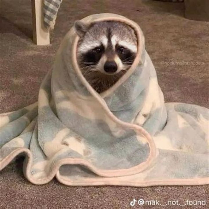 Sad Raccoon: Understanding the Emotional Depth of These Adorable Creatures