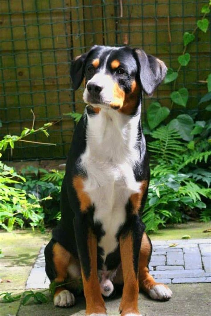 The Enigmatic Short Haired Bernese Mountain Dog: A Unique Companion