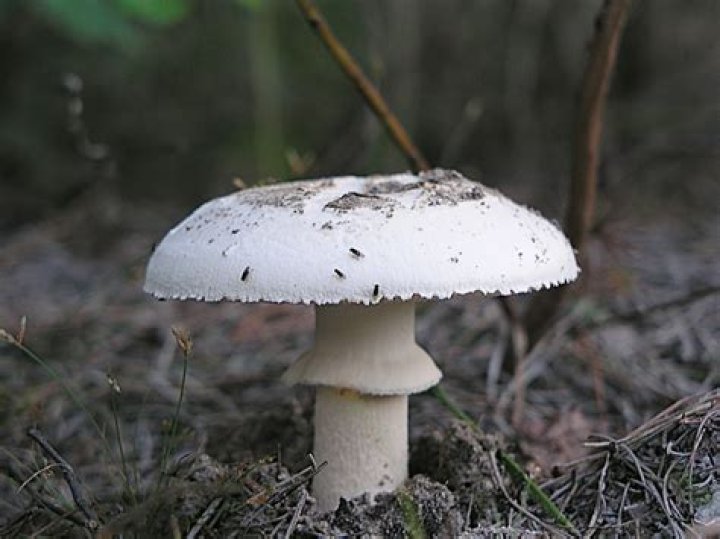 Thriving with Shrooms: A Comprehensive Guide to the World of Psychedelics